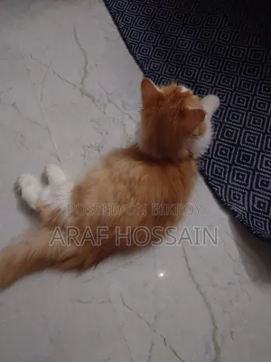 1-3 Months Female Mixed Breed American Bobtail