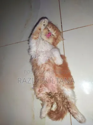 1-3 months Female Purebred Persian