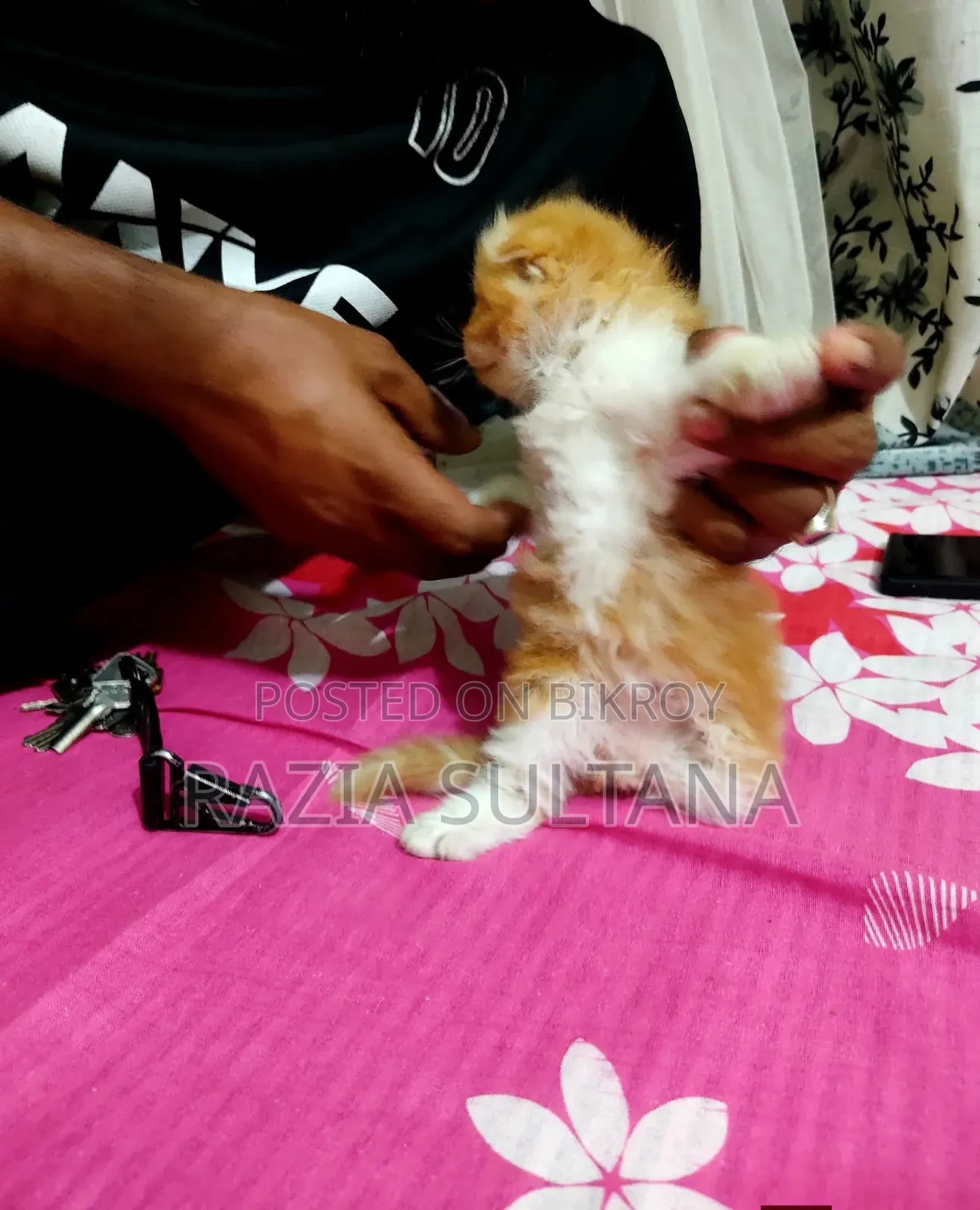 ১-৩ মাস বয়সী মাদী পিওরব্রেড পারসিয়ান