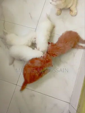 0-1 month Male Purebred Persian