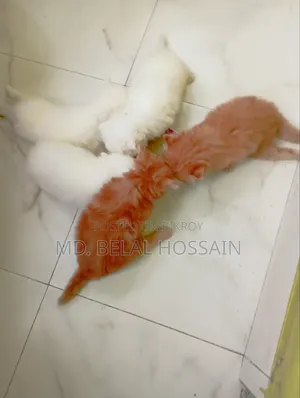 0-1 month Male Purebred Persian