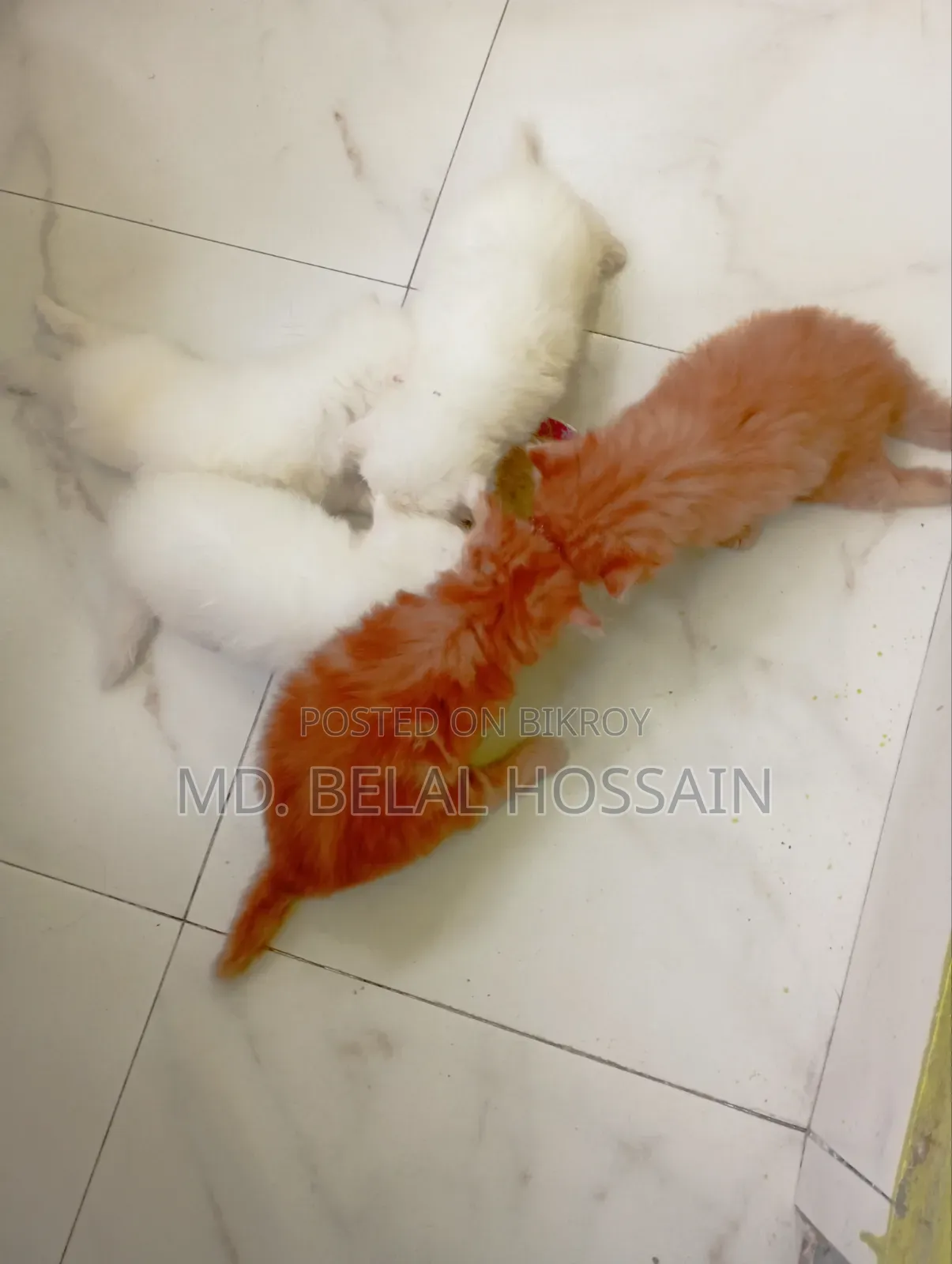 0-1 month Male Purebred Persian