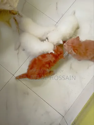 0-1 month Male Purebred Persian
