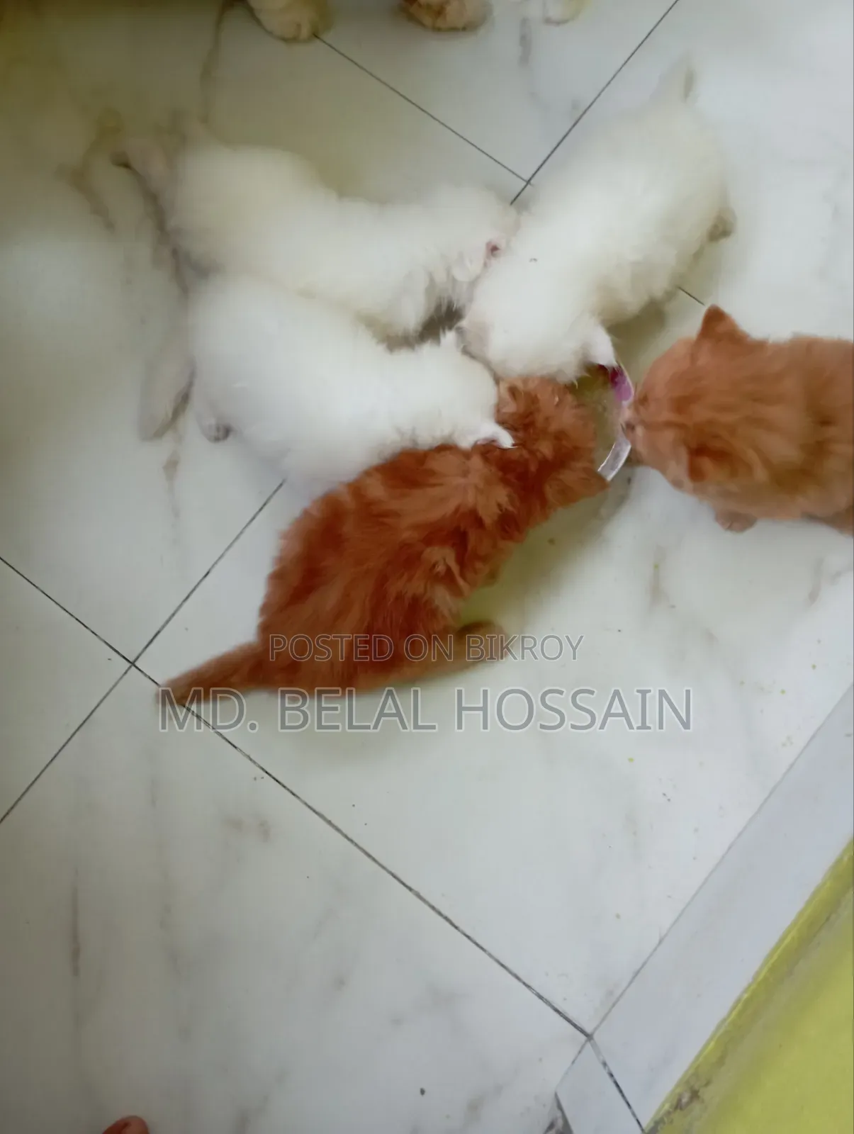 0-1 month Male Purebred Persian