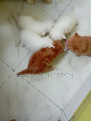 0-1 month Male Purebred Persian