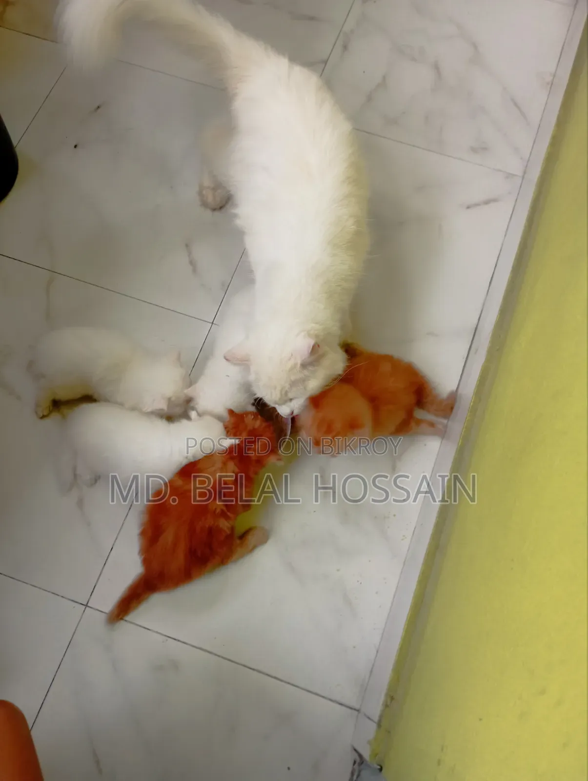 0-1 month Male Purebred Persian