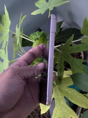 গুগল পিক্সেল ৮ ১২৮ জিবি রোজ গোল্ড