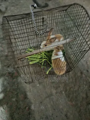 A Beautiful Baby Rabbit for Sale