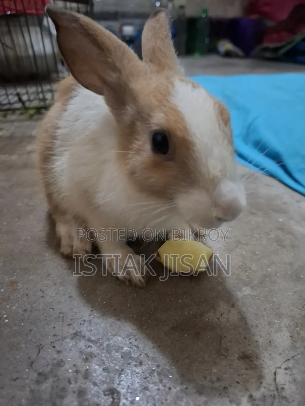 A Beautiful Baby Rabbit for Sale
