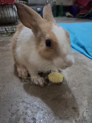 A Beautiful Baby Rabbit for Sale