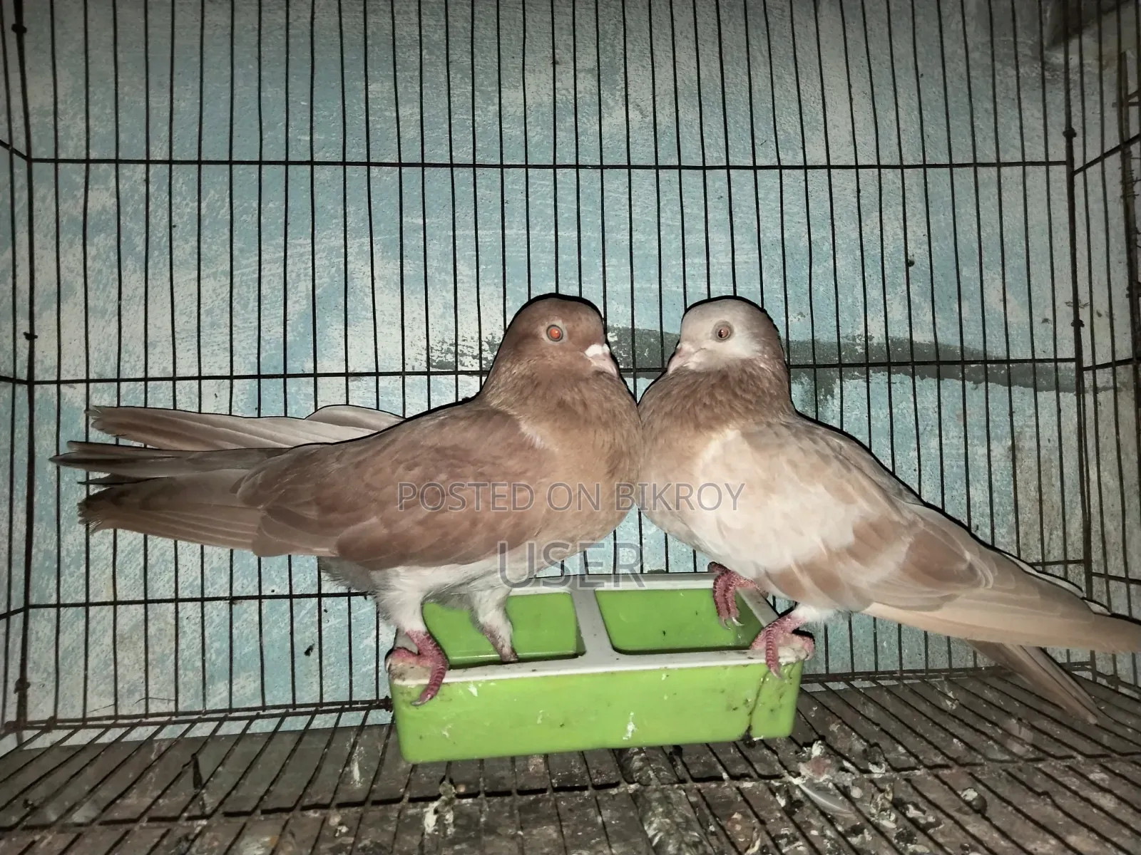 A Pair of Running Gya Chulli Pigeons for Sale
