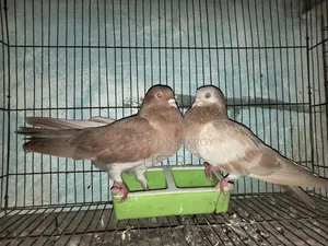 A Pair of Running Gya Chulli Pigeons for Sale