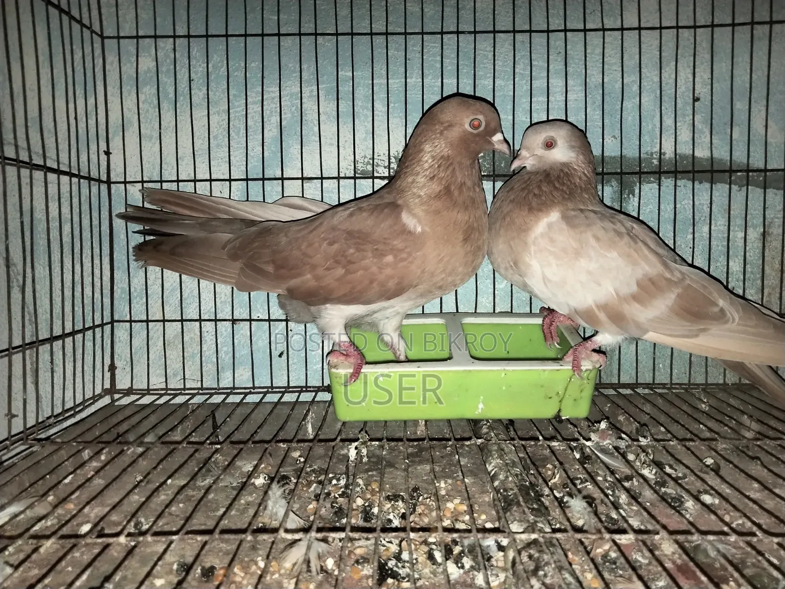 A Pair of Running Gya Chulli Pigeons for Sale