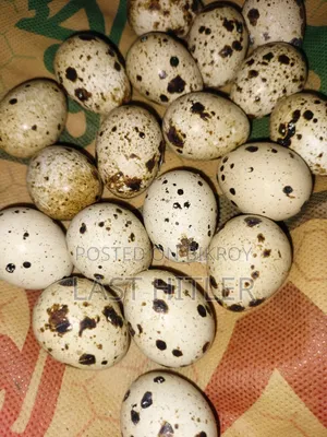 সুপার করোনিক্স কোয়েল পাখি বীজ ডিম