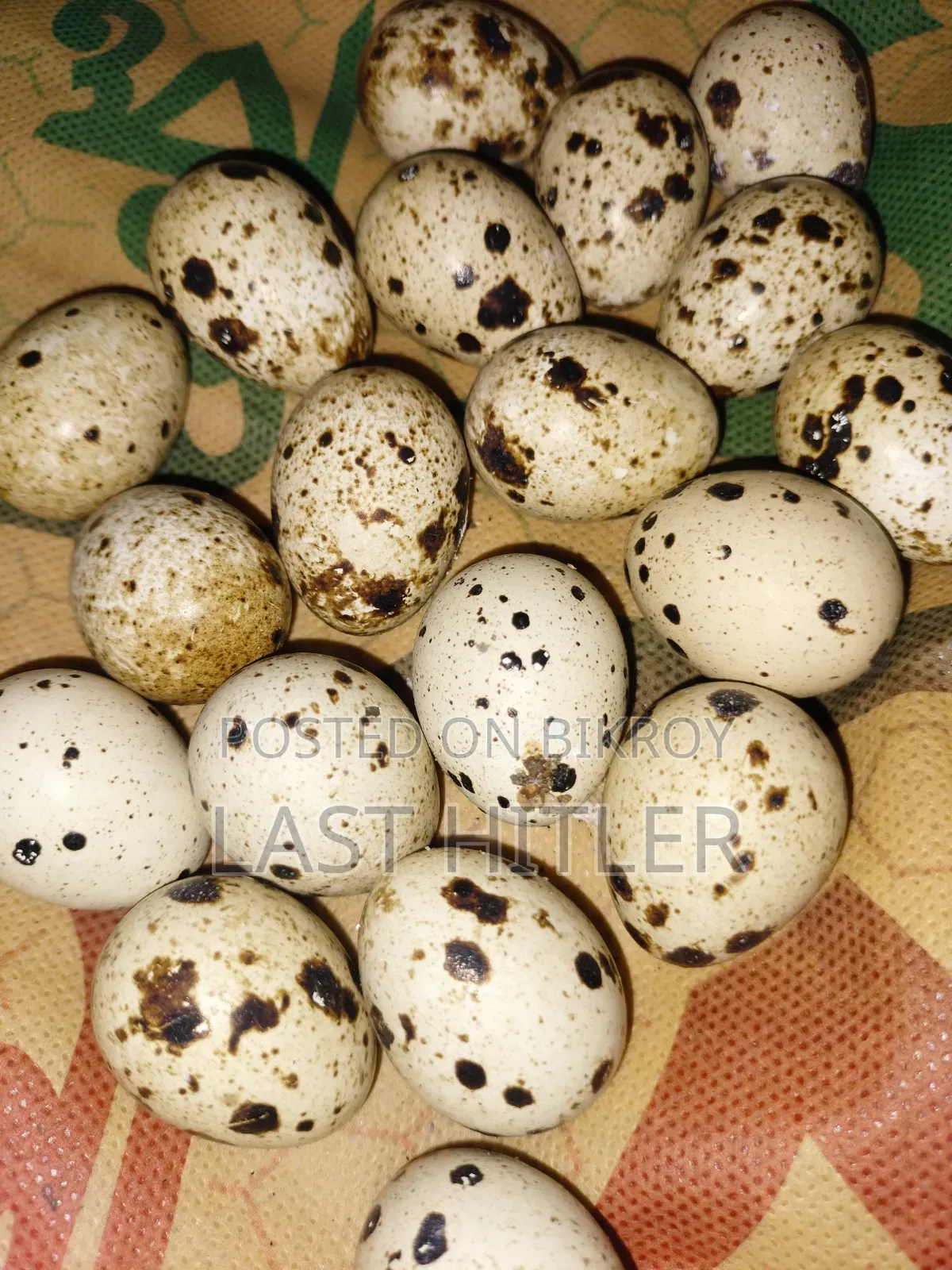 সুপার করোনিক্স কোয়েল পাখি বীজ ডিম