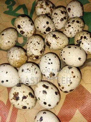 সুপার করোনিক্স কোয়েল পাখি বীজ ডিম