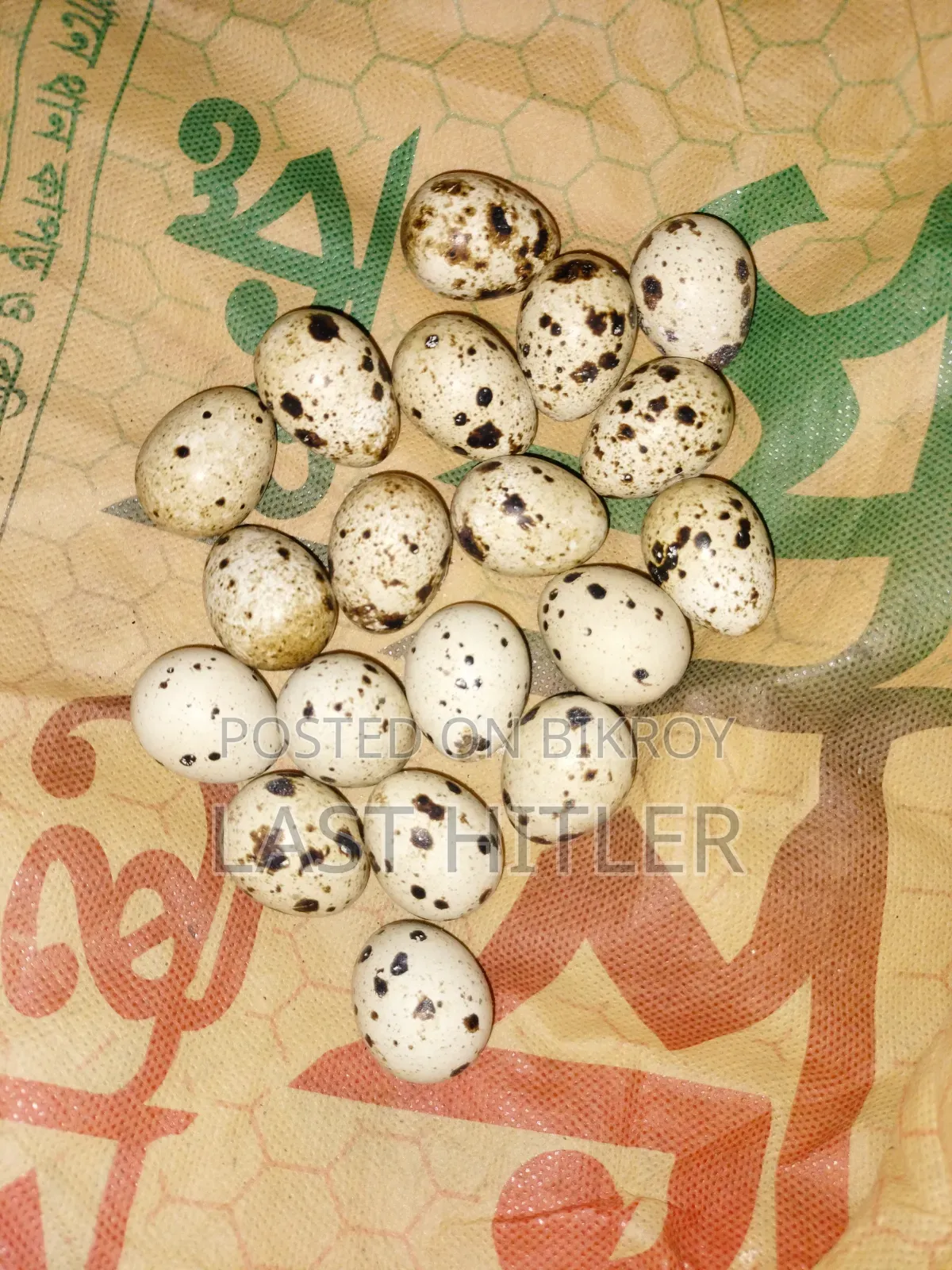 সুপার করোনিক্স কোয়েল পাখি বীজ ডিম