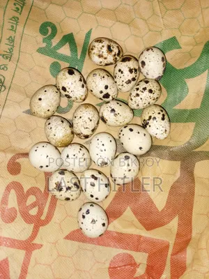 সুপার করোনিক্স কোয়েল পাখি বীজ ডিম