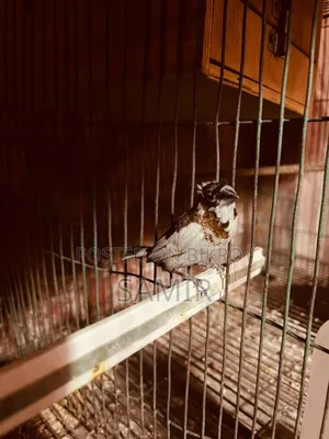 একজোড়া প্রাপ্তবয়স্ক বেঙ্গলি ফিঞ্চ