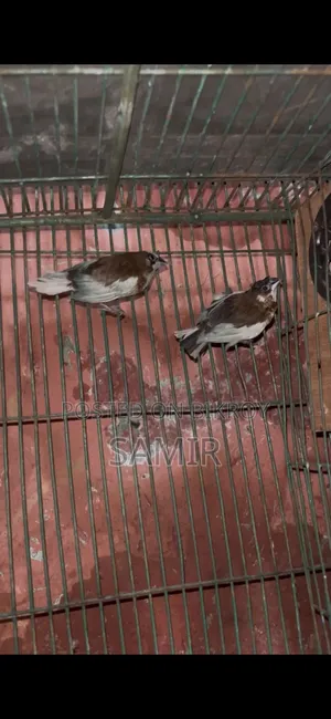 একজোড়া প্রাপ্তবয়স্ক বেঙ্গলি ফিঞ্চ