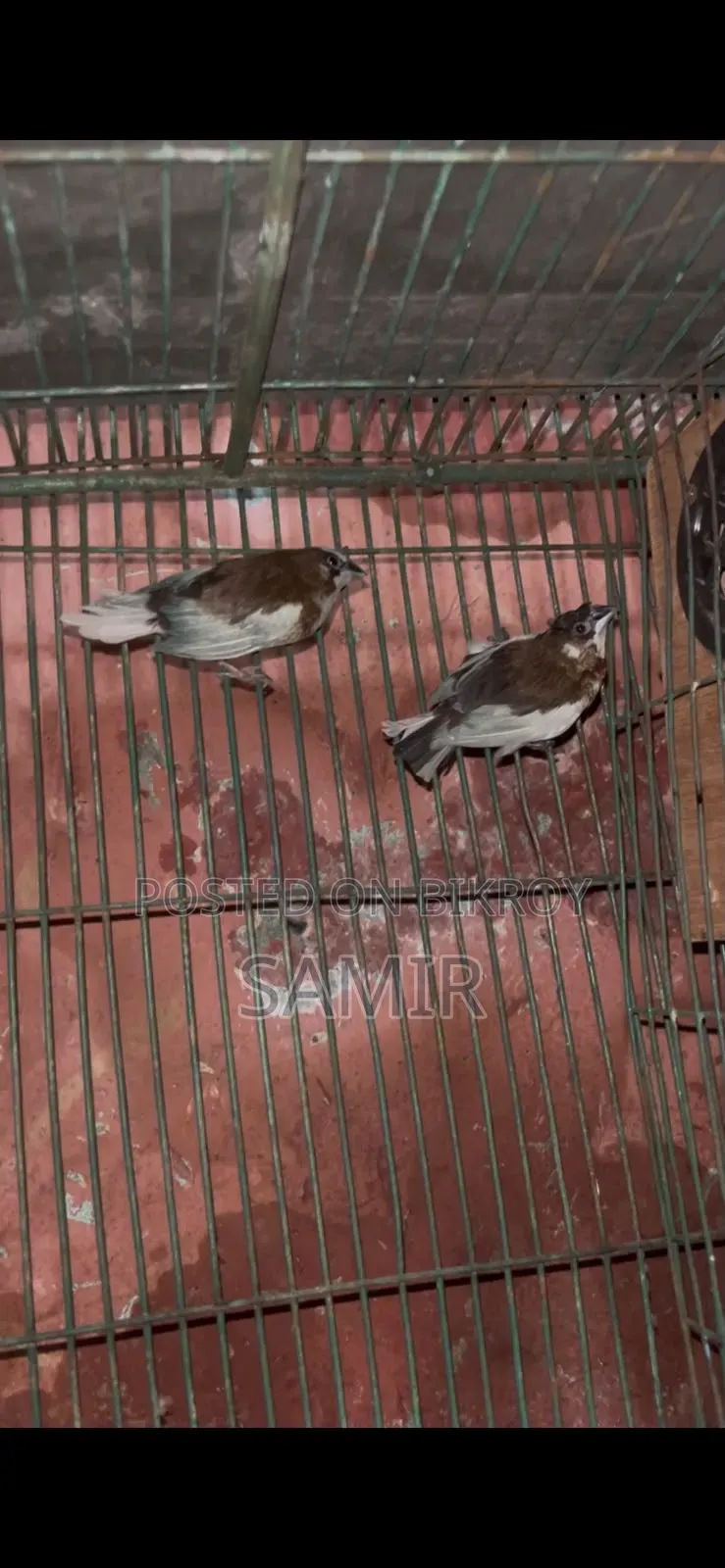 একজোড়া প্রাপ্তবয়স্ক বেঙ্গলি ফিঞ্চ