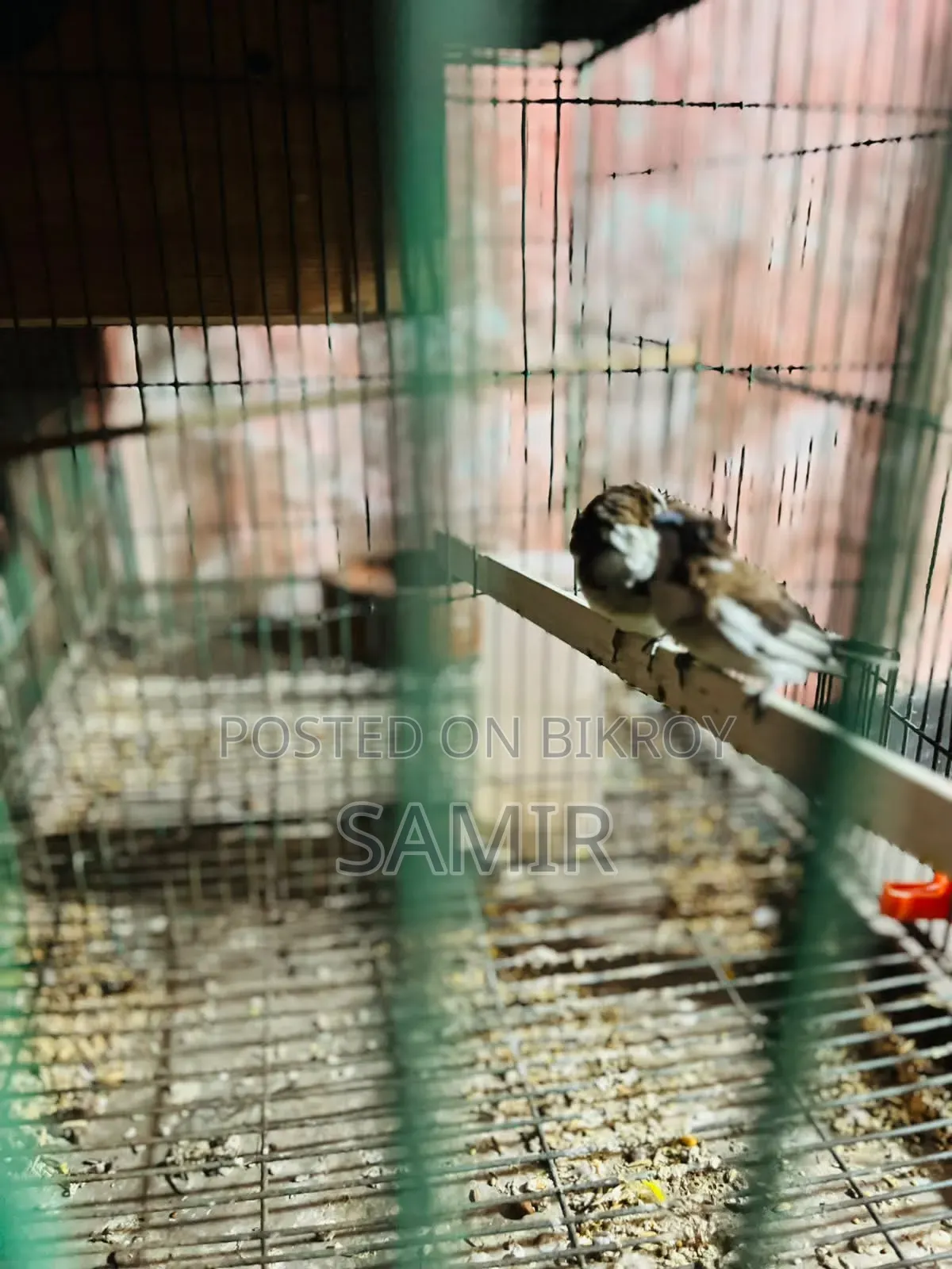 একজোড়া প্রাপ্তবয়স্ক বেঙ্গলি ফিঞ্চ