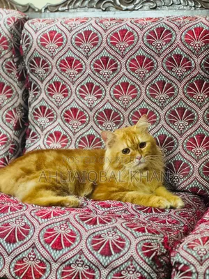 1+ Year Male Purebred Persian Cat