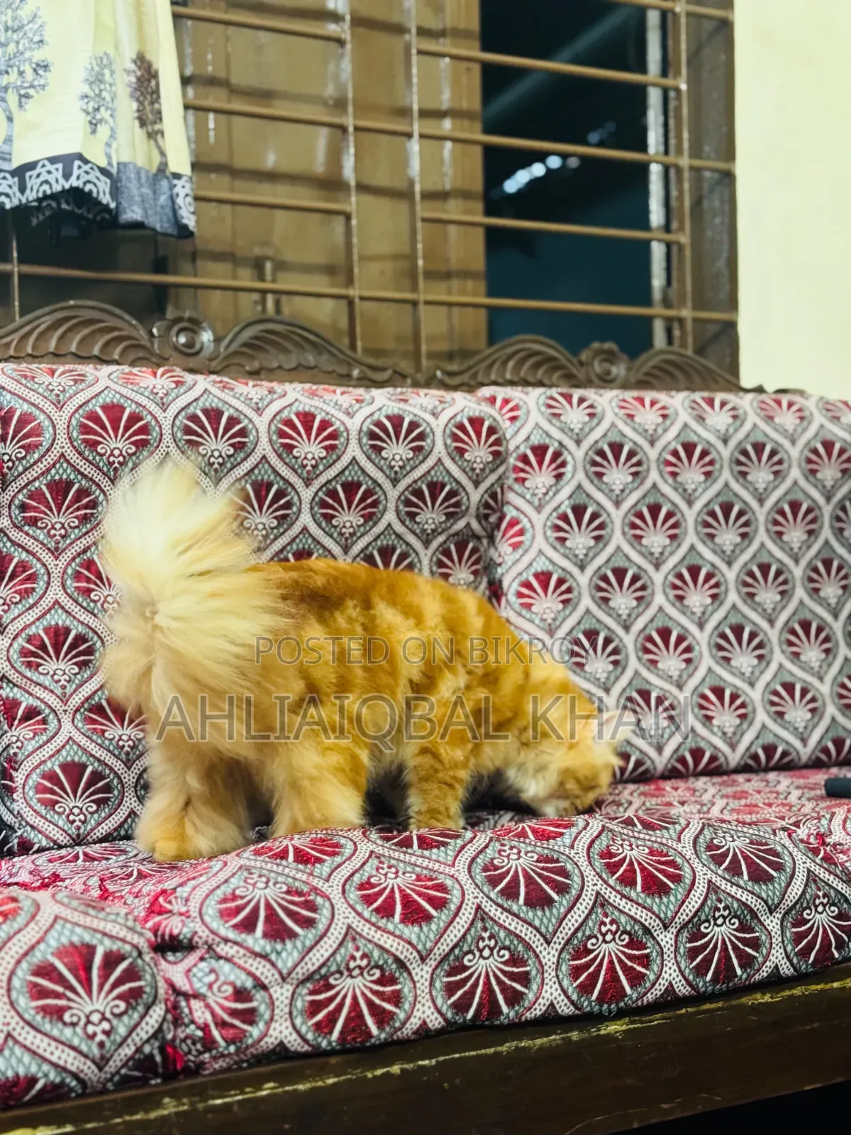 ১+ বছরের পুরুষ পিওরব্রেড পার্সিয়ান বিড়াল