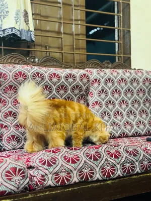 ১+ বছরের পুরুষ পিওরব্রেড পার্সিয়ান বিড়াল