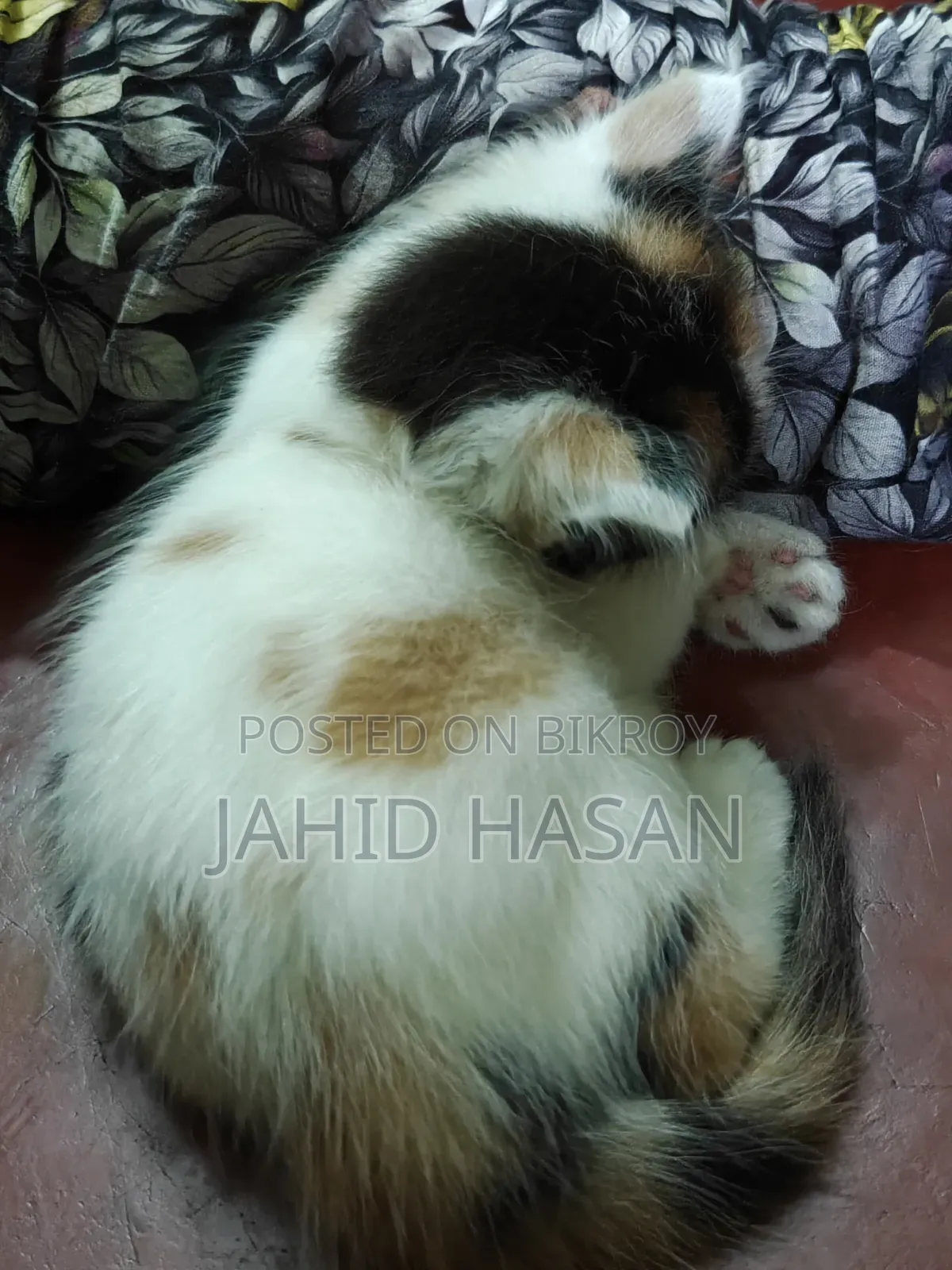 ১-৩ মাস বয়সী ফিমেল মিক্স ব্রিড পার্সিয়ান