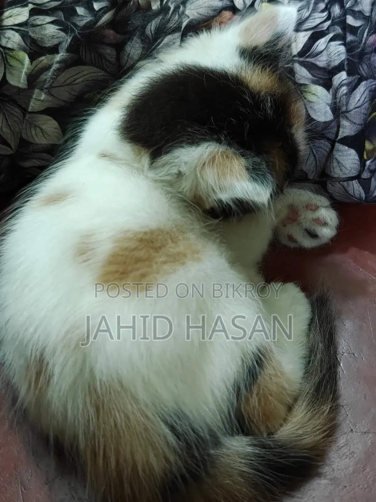 ১-৩ মাস বয়সী ফিমেল মিক্স ব্রিড পার্সিয়ান
