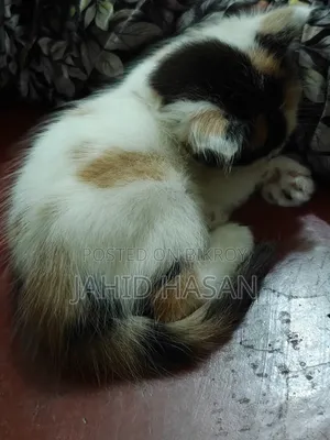 ১-৩ মাস বয়সী ফিমেল মিক্স ব্রিড পার্সিয়ান