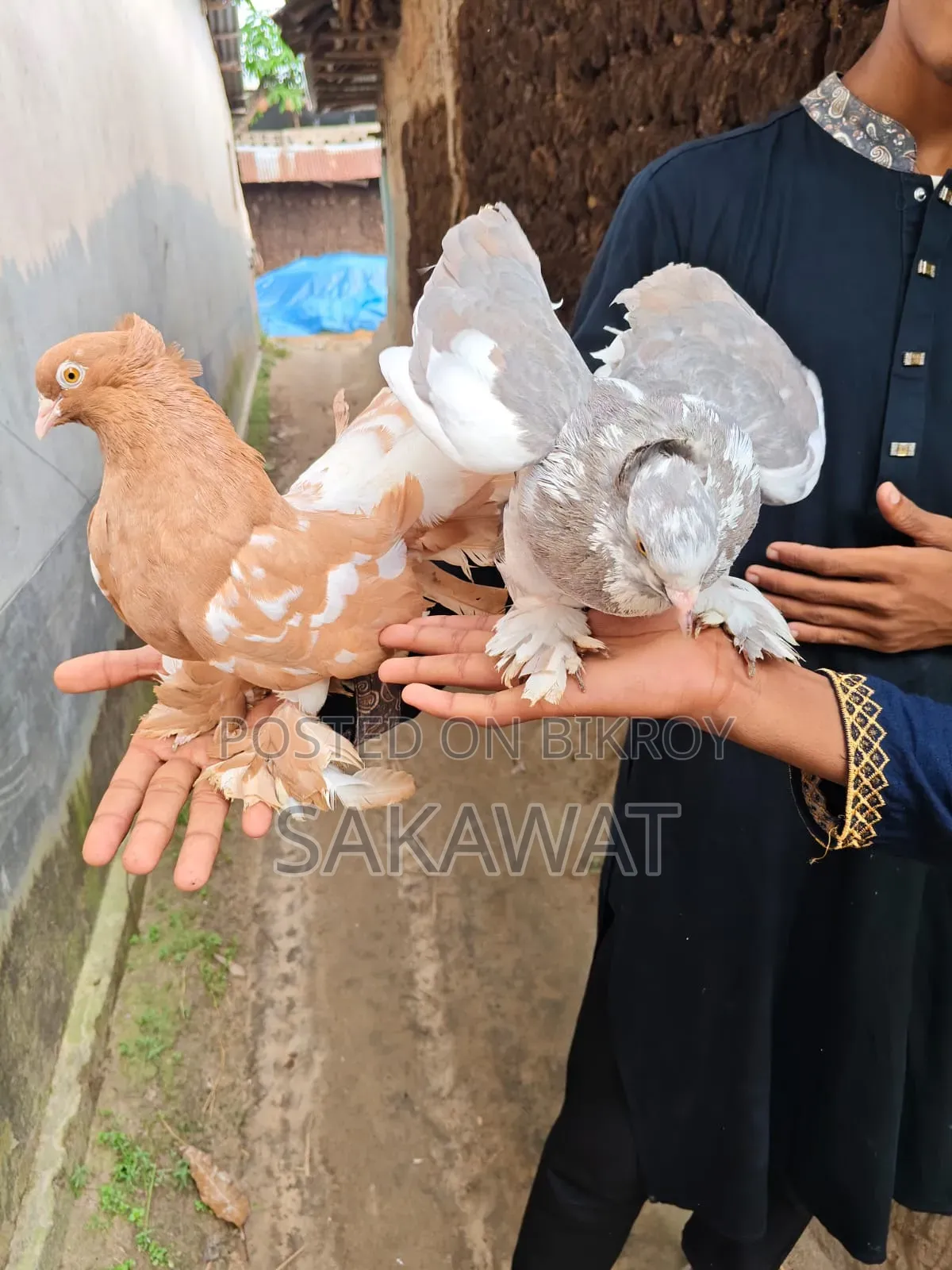 Lakha and King Pigeons
