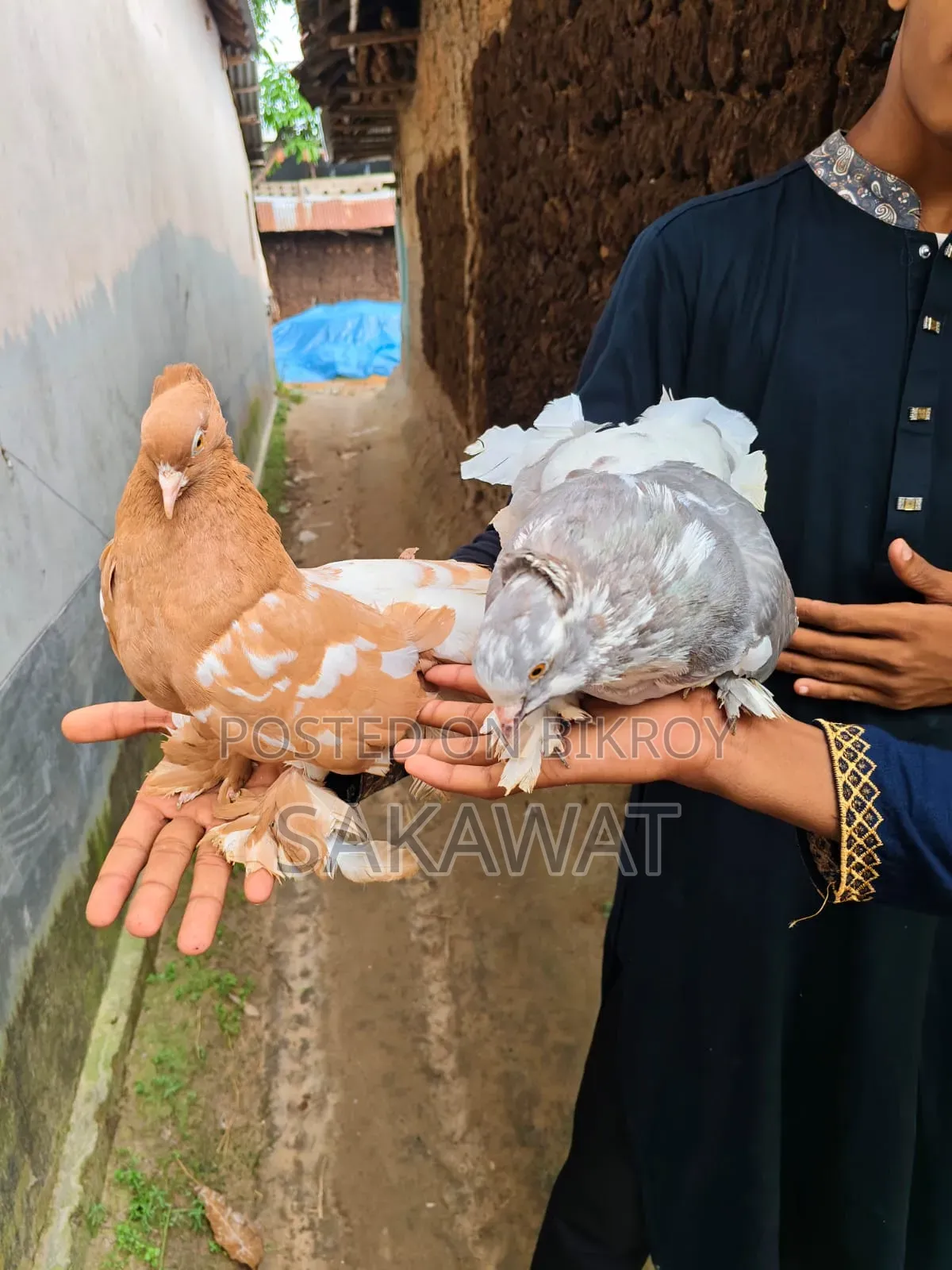Lakha and King Pigeons