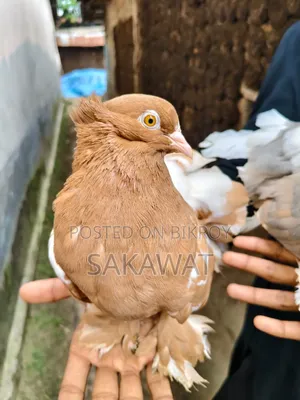 Lakha and King Pigeons