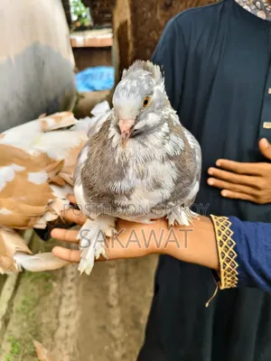 Lakha and King Pigeons