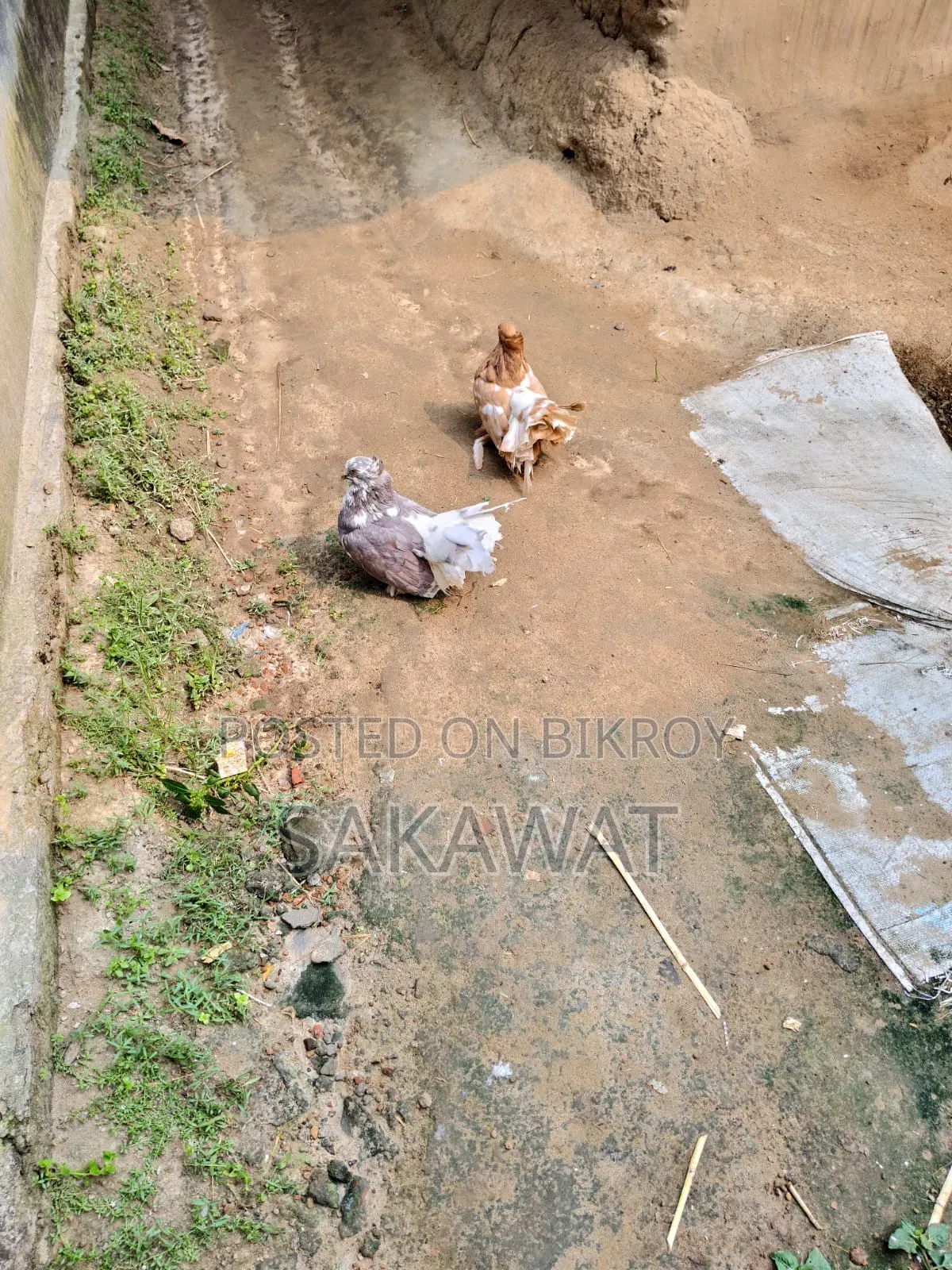 Lakha and King Pigeons