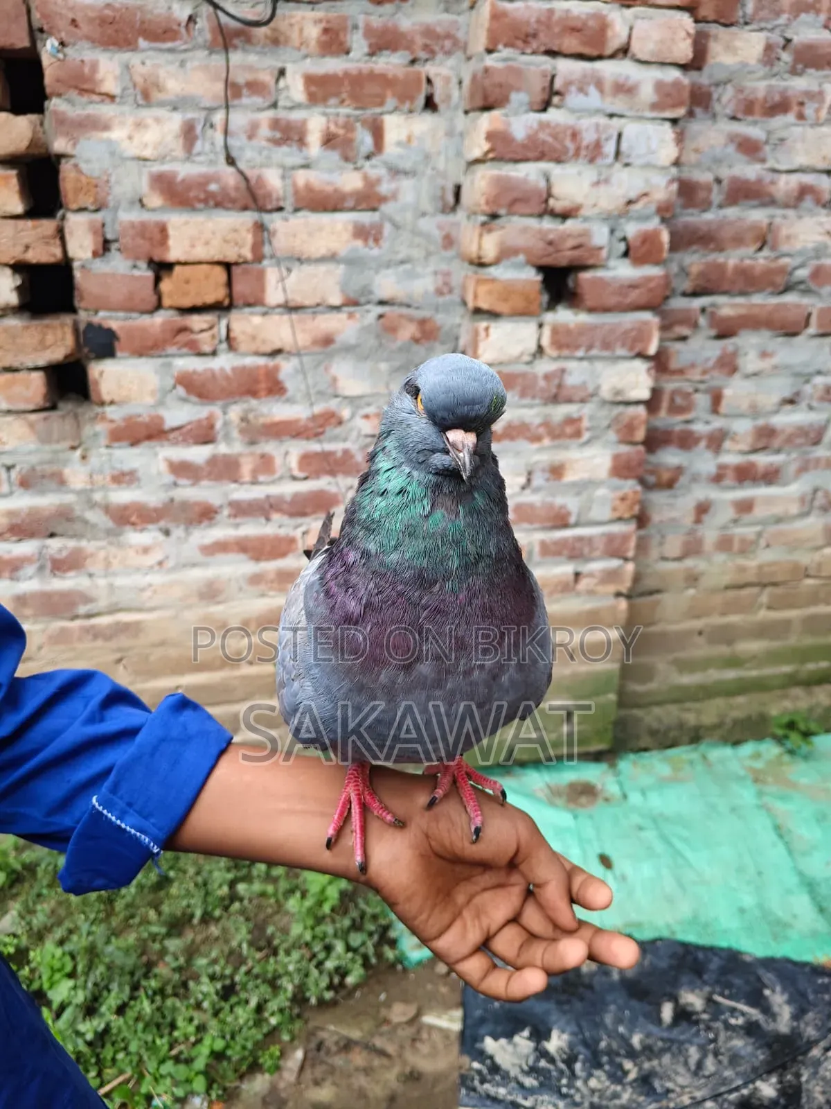Lakha and King Pigeons