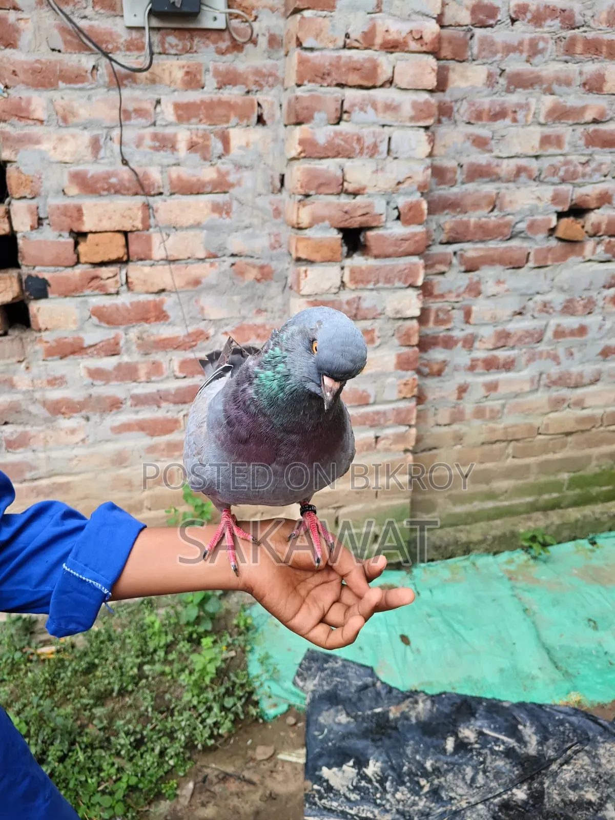 Lakha and King Pigeons