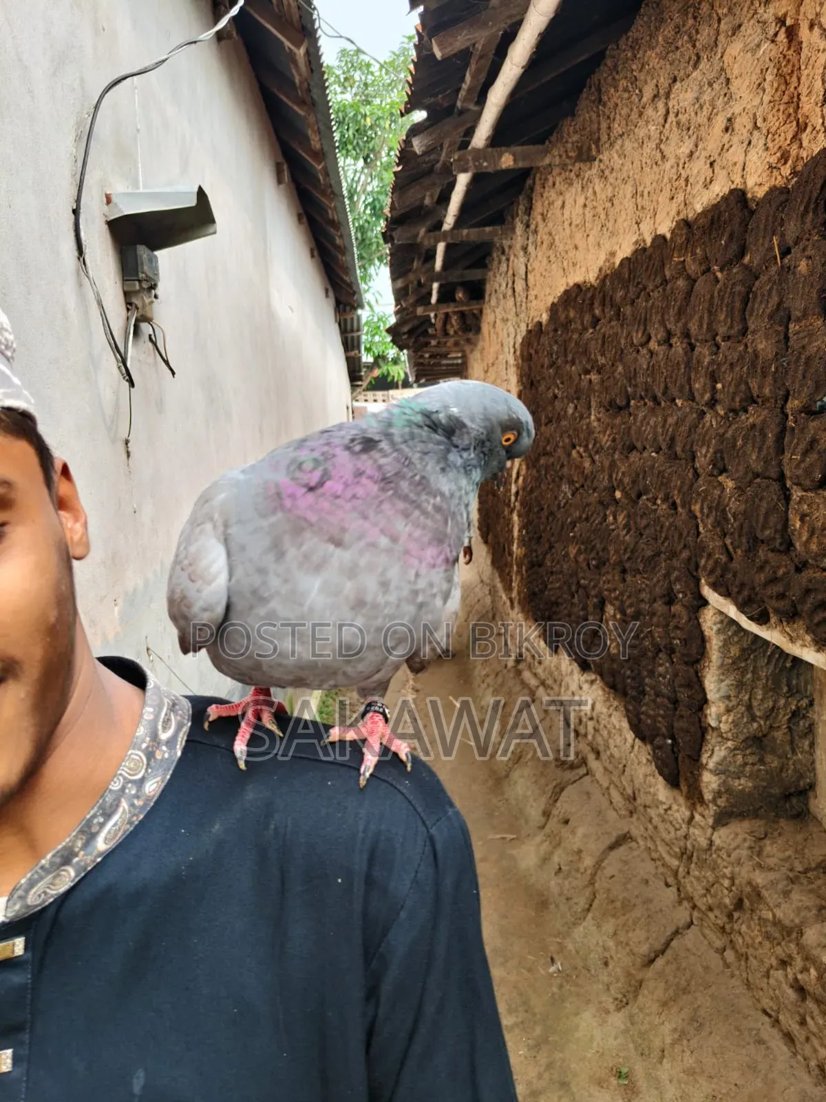 Lakha and King Pigeons