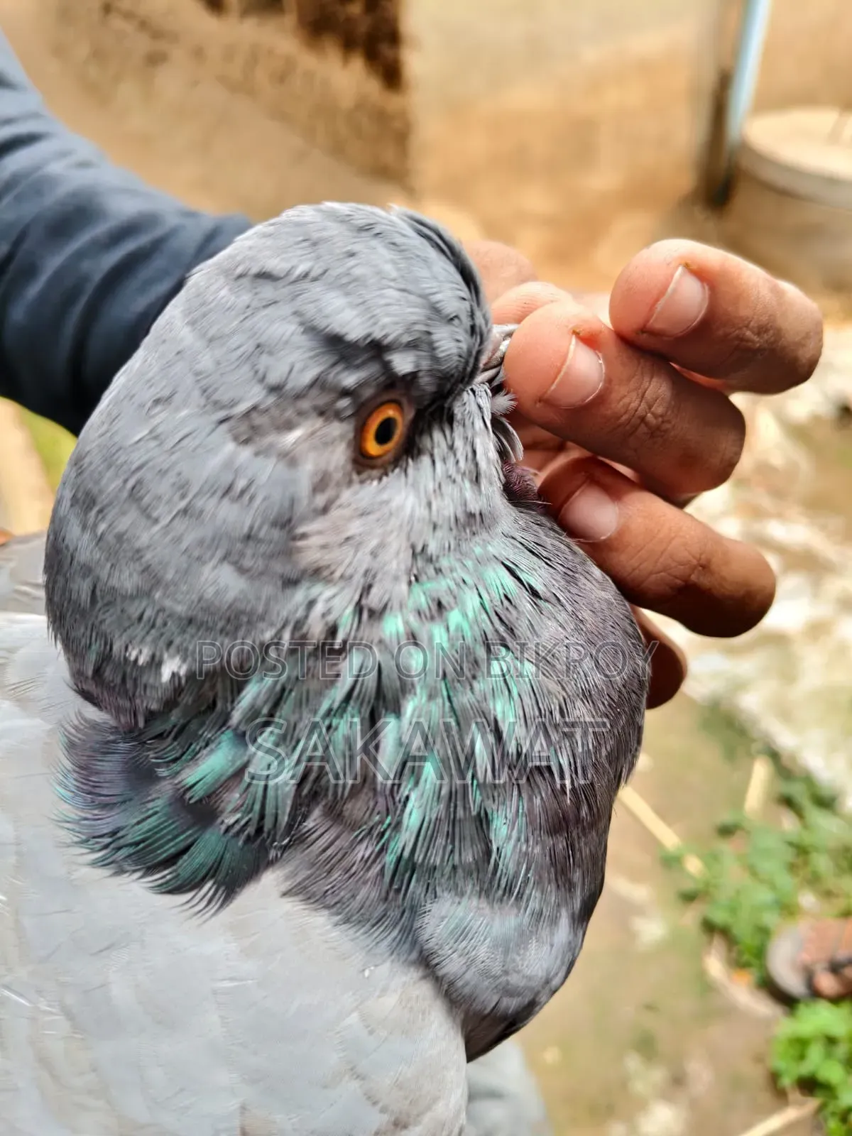 Lakha and King Pigeons