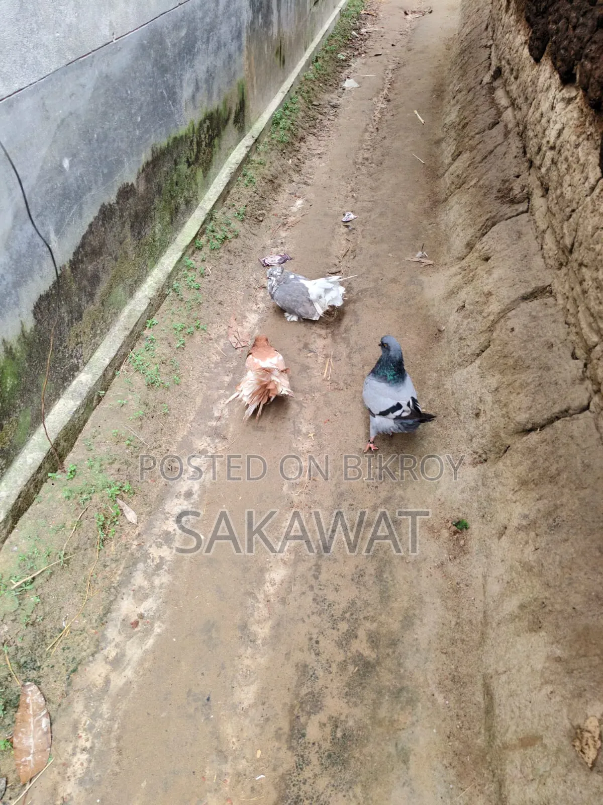 Lakha and King Pigeons