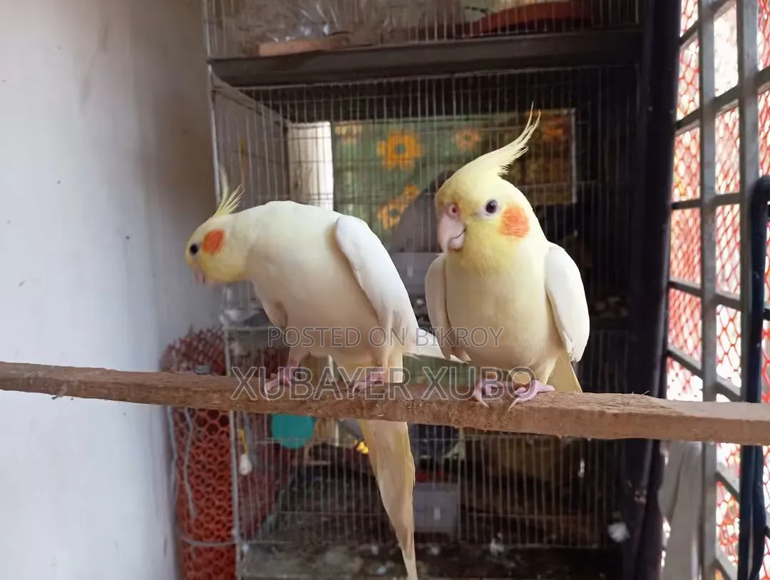 লুটিনো মাস্টার পেয়ার বোথ আর টেম