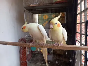 লুটিনো মাস্টার পেয়ার বোথ আর টেম