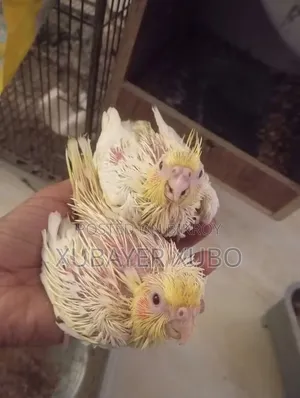 লুটিনো মাস্টার পেয়ার বোথ আর টেম