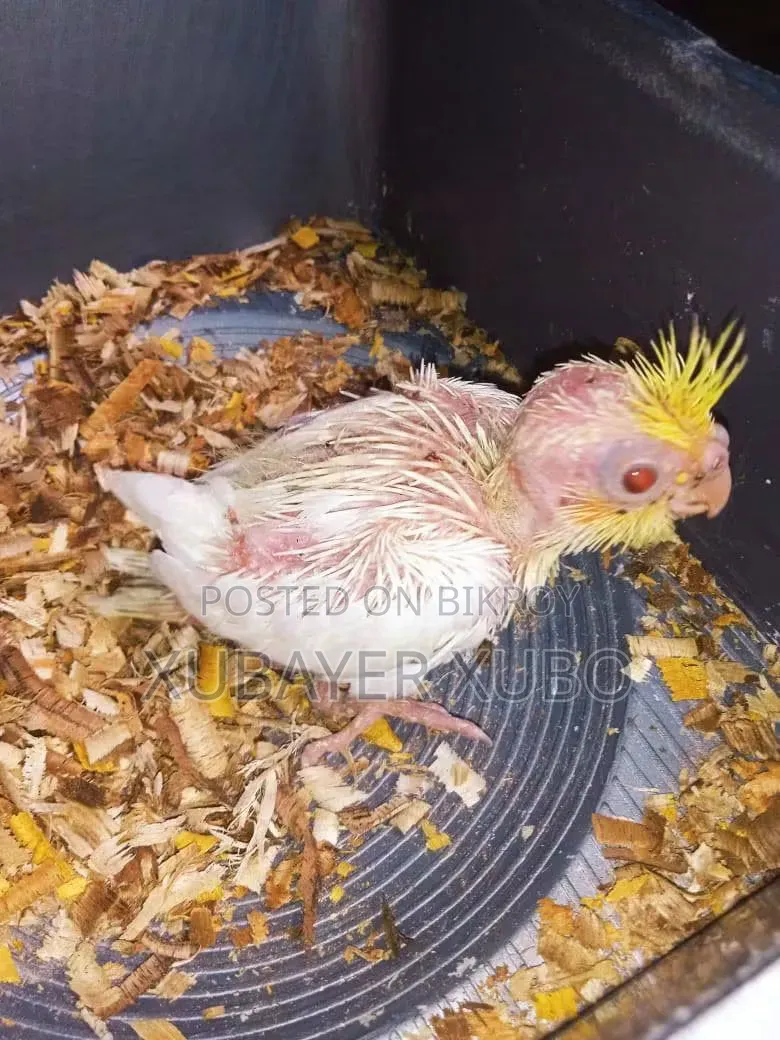 লুটিনো মাস্টার পেয়ার বোথ আর টেম