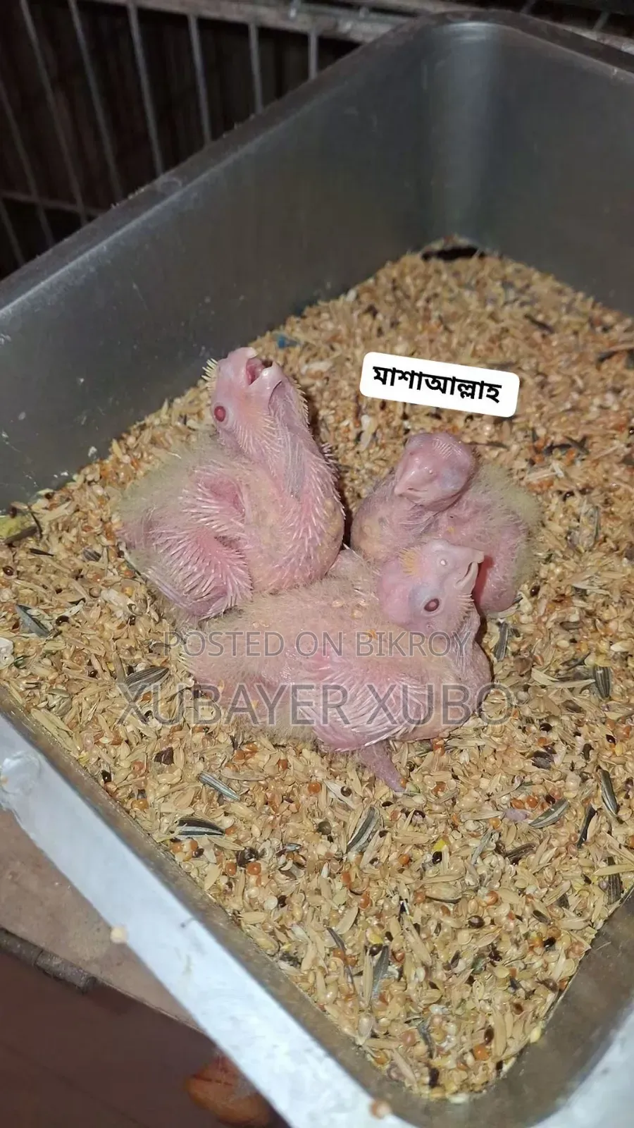 লুটিনো মাস্টার পেয়ার বোথ আর টেম
