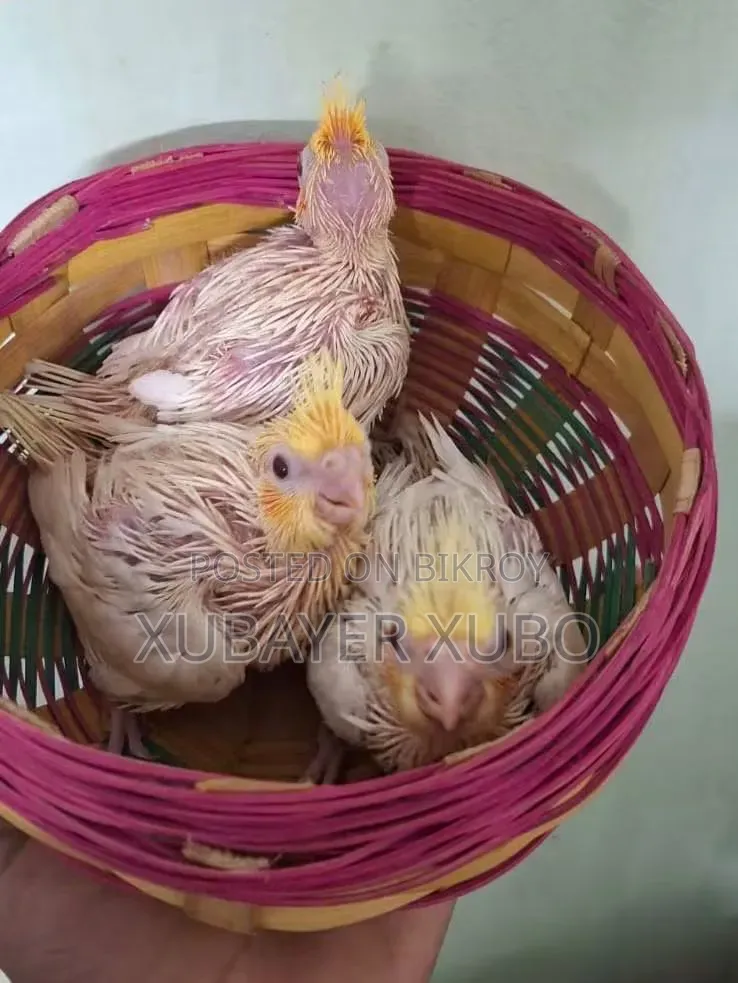 লুটিনো মাস্টার পেয়ার বোথ আর টেম