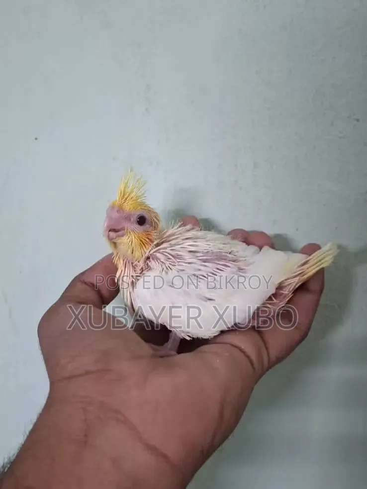 লুটিনো মাস্টার পেয়ার বোথ আর টেম