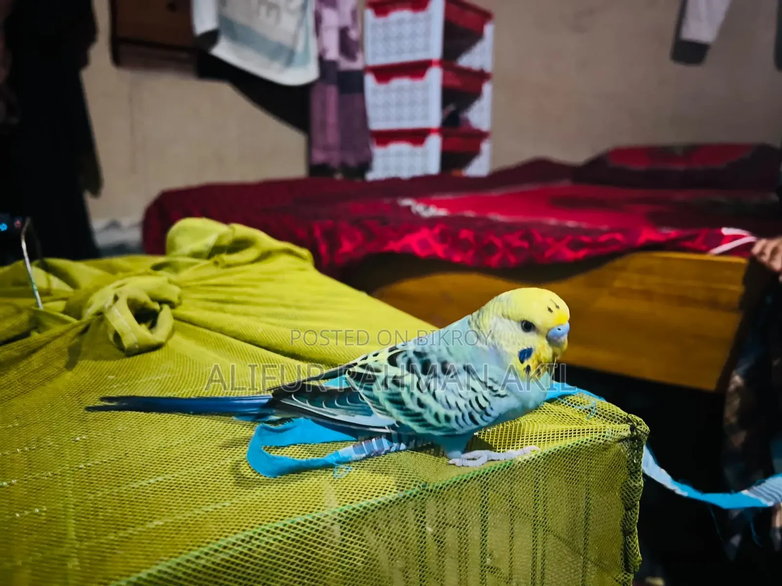 Bird Sell